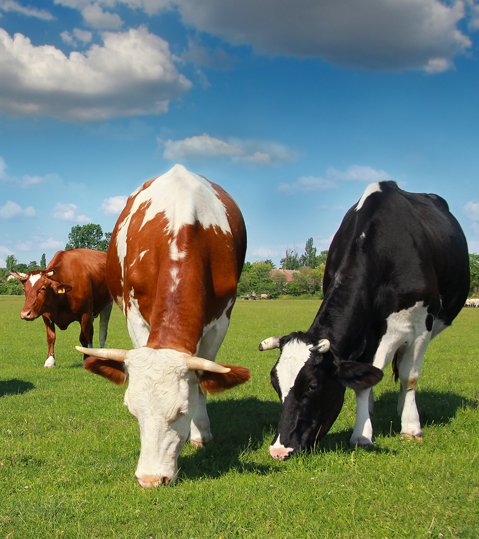 ��������ҩ