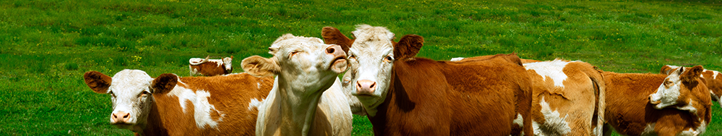 ��������ҩ